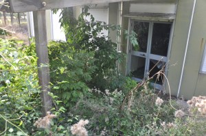 Un'altra entrata: vetri infranti e invasione di piante