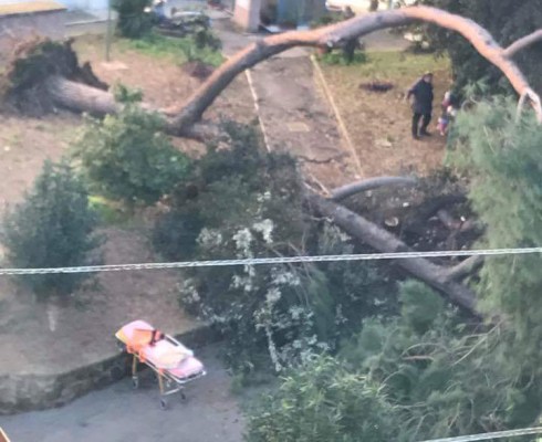 pinobrevissimegennaio17